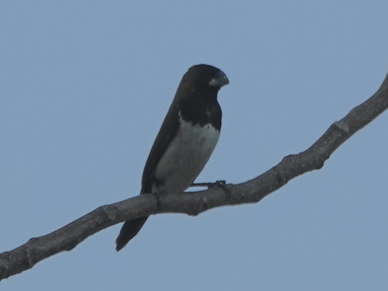 Javan Munia - ML640803831