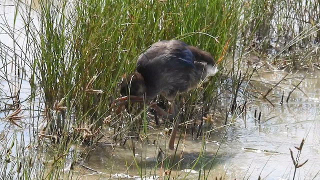 セイケイ - ML640803842