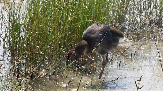 セイケイ - ML640803843