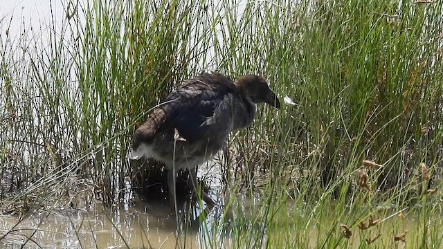 セイケイ - ML640803844