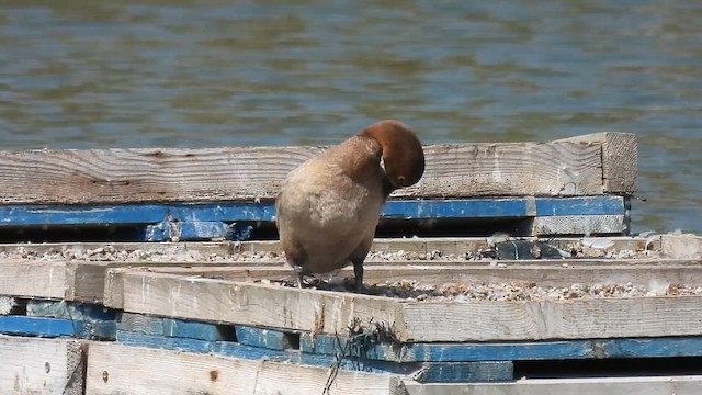 Common Pochard - ML640803852