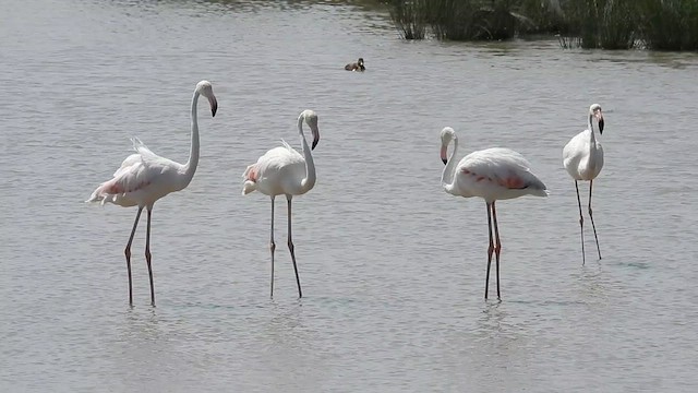 ヨーロッパフラミンゴ - ML640803857