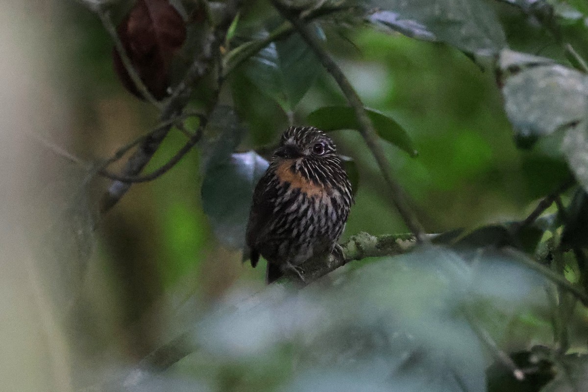 lenivka andská - ML640803859