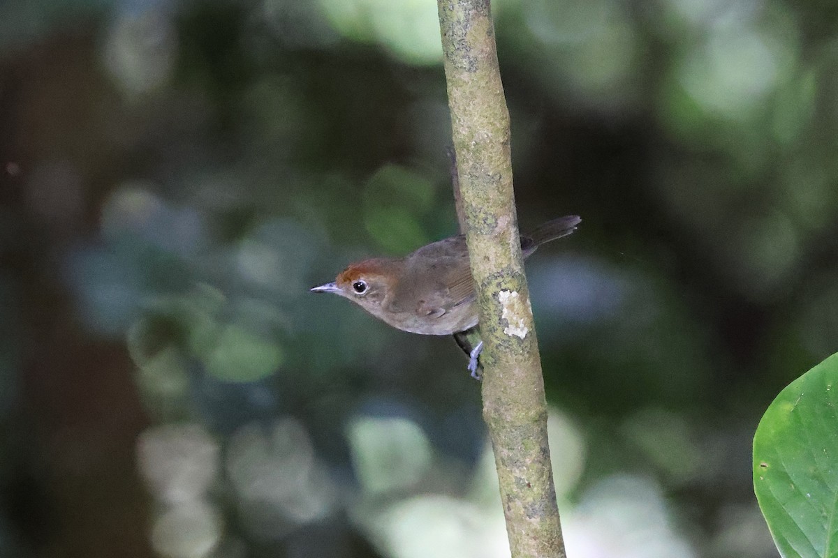 Plain Antvireo - ML640803863