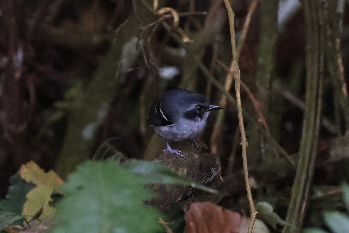 Black-faced Antbird - ML640803869