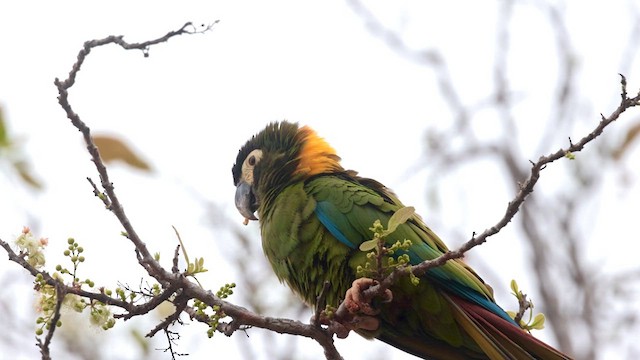 Yellow-collared Macaw - ML640803923