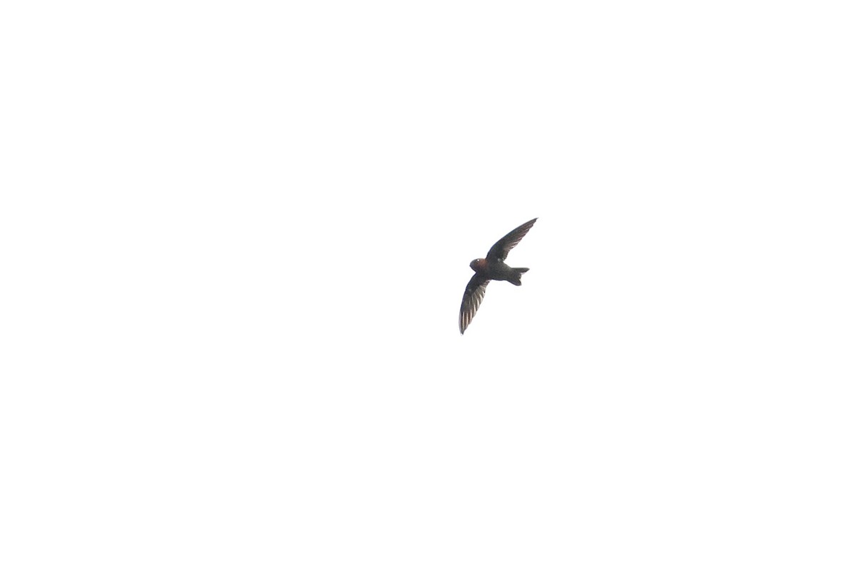 Chestnut-collared Swift - ML640803928
