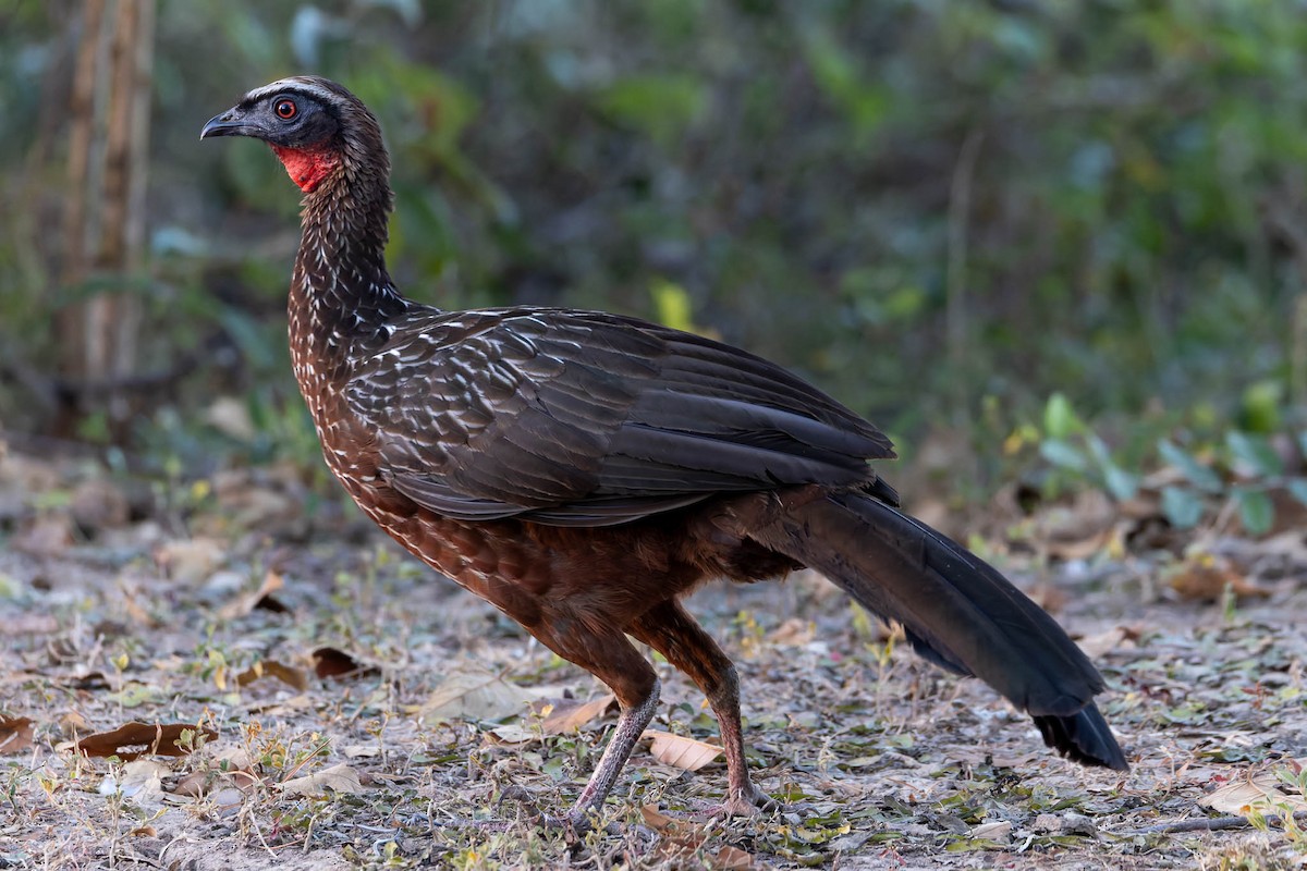 Kızıl Karınlı Guan - ML640803934