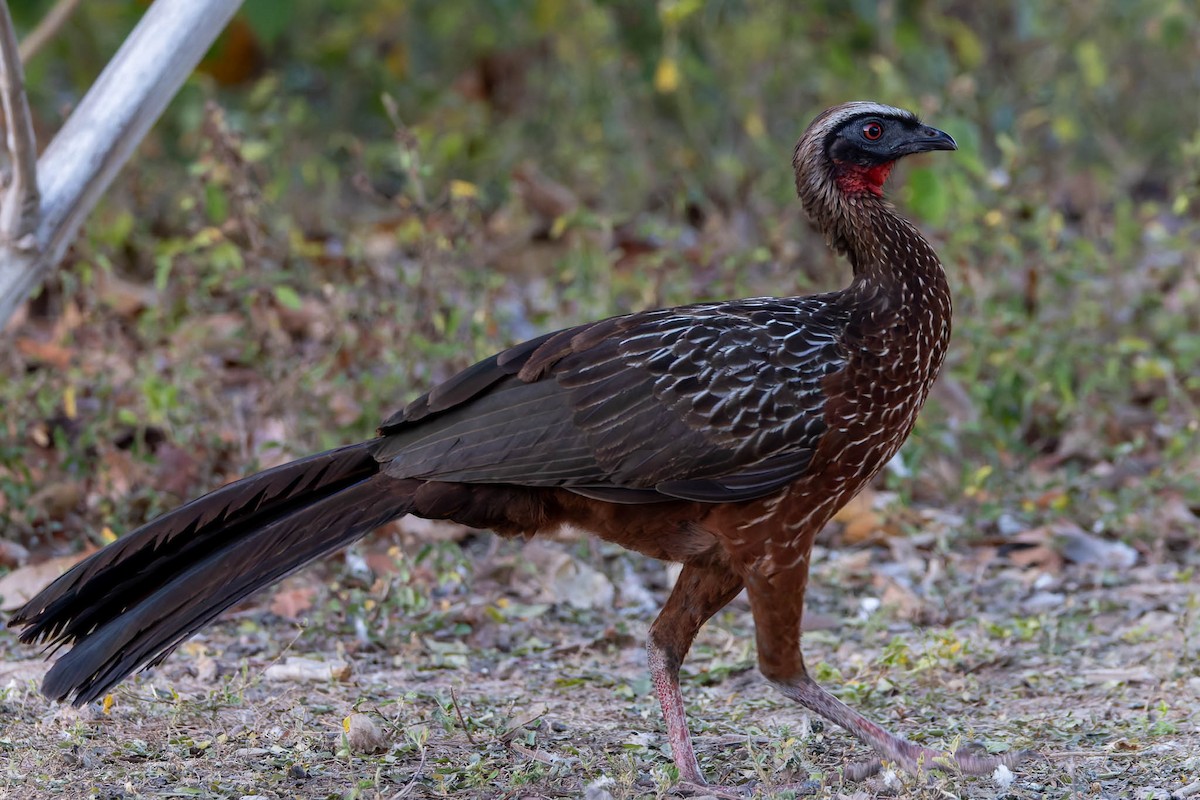 Kızıl Karınlı Guan - ML640803936