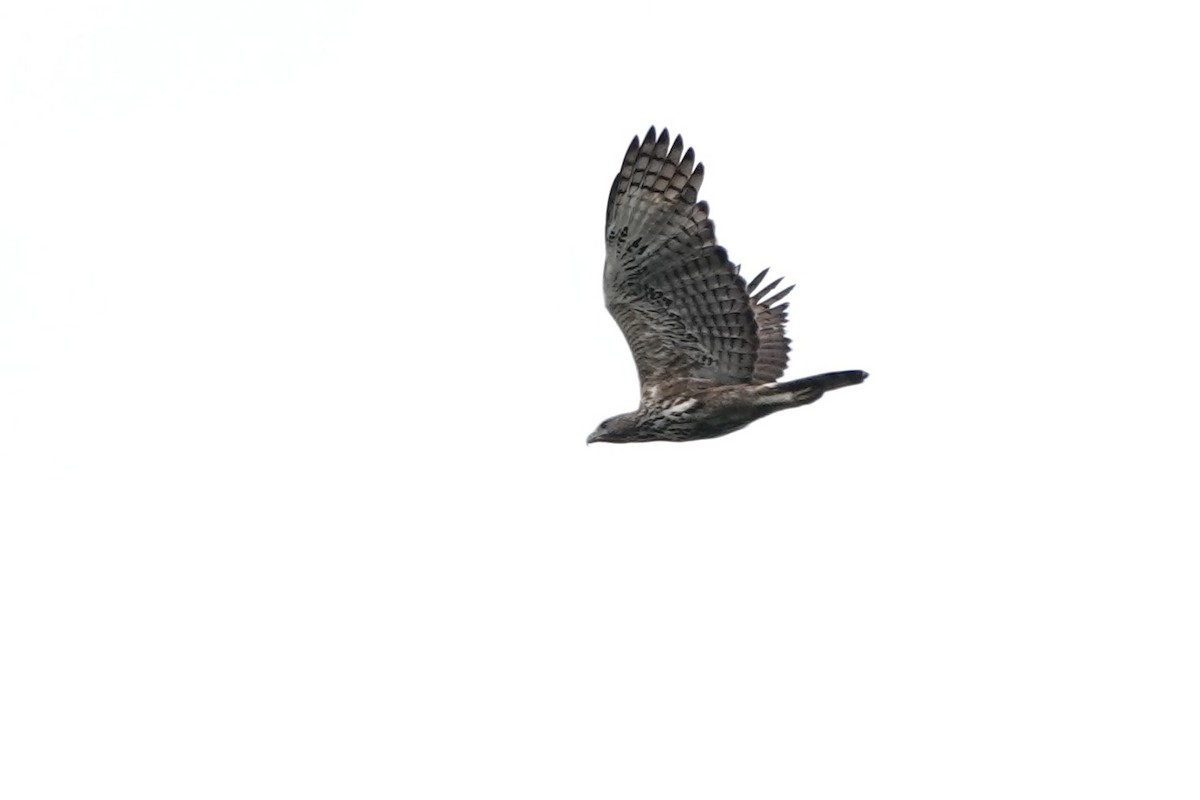 Changeable Hawk-Eagle (Changeable) - ML640803950
