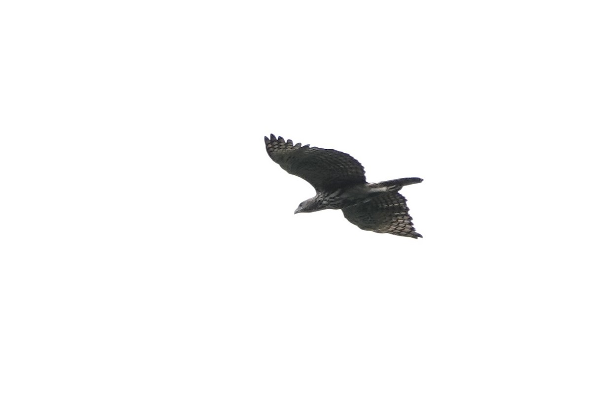 Changeable Hawk-Eagle (Changeable) - ML640803958