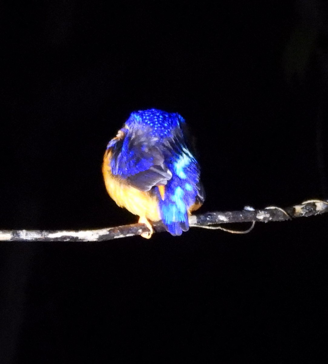 Moluccan Dwarf-Kingfisher (North Moluccan) - ML640803974