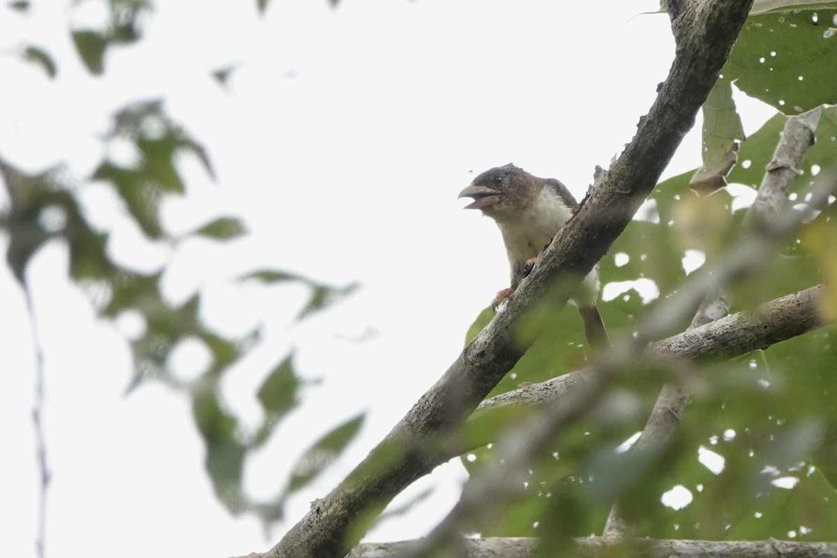 Sooty Barbet - ML640803985