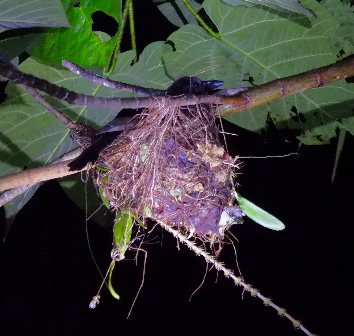 Halmahera Paradise-crow - ML640804000