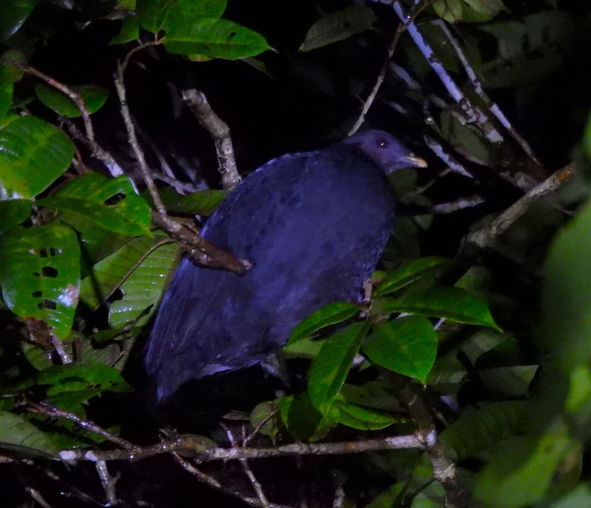 Dusky Megapode (Dusky) - ML640804004