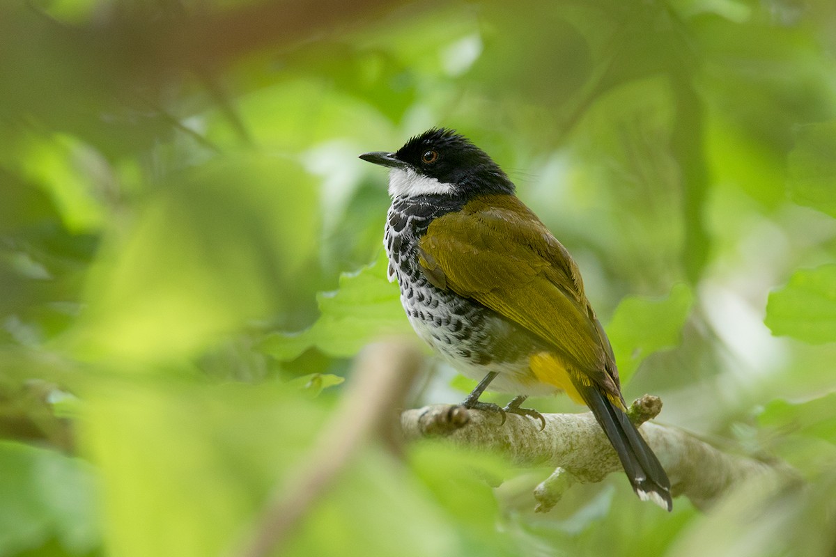 Scaly-breasted Bulbul - Ayuwat Jearwattanakanok