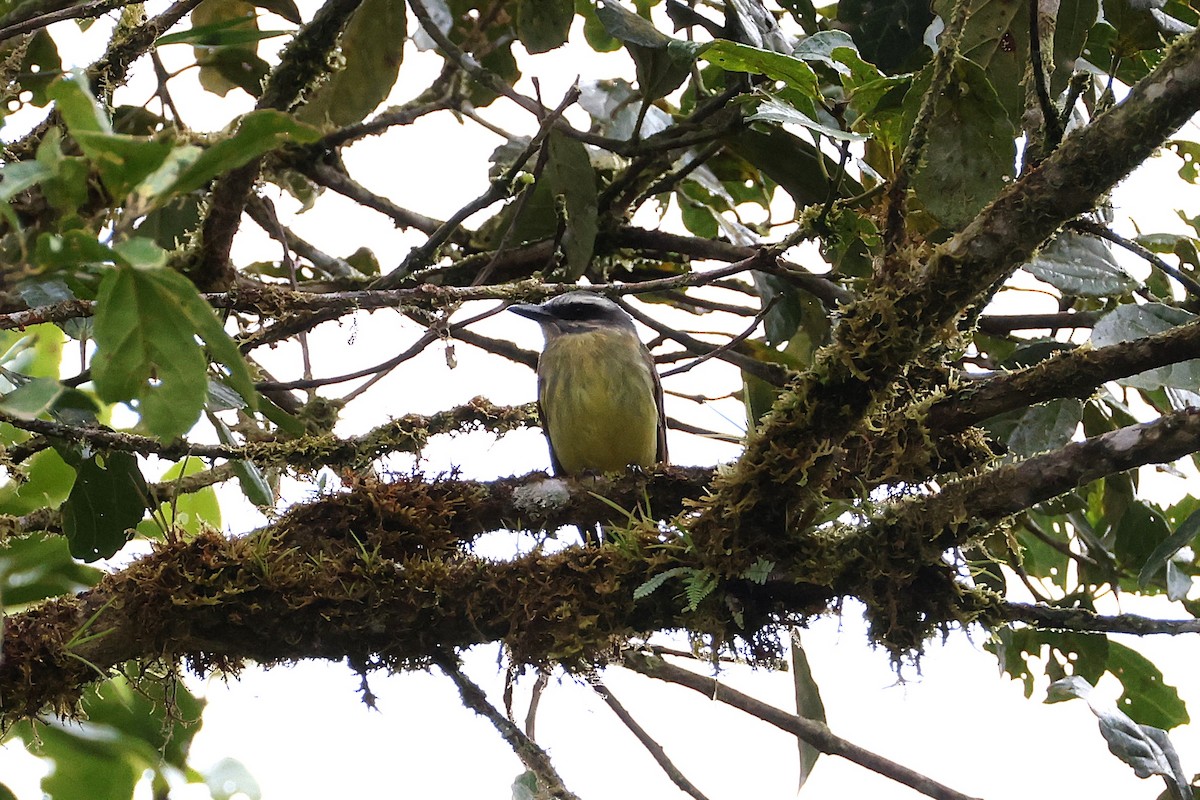 Golden-bellied Flycatcher - ML640804024