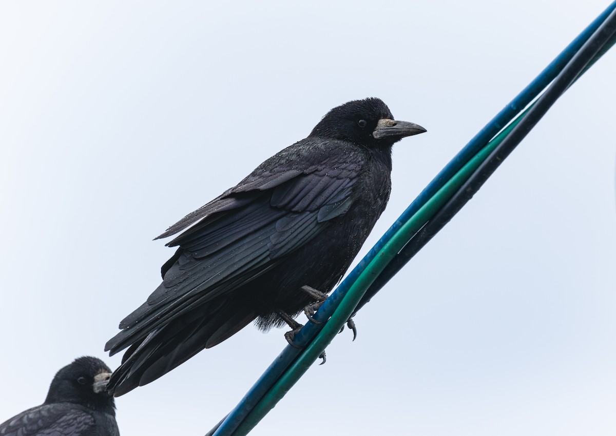 Rook - ML640804027