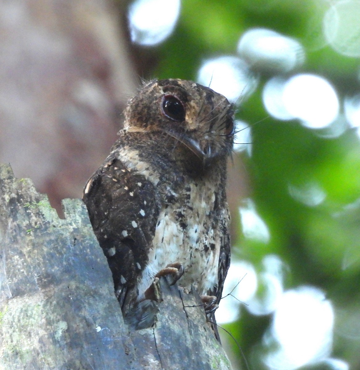 Moluccan Owlet-nightjar - ML640804081