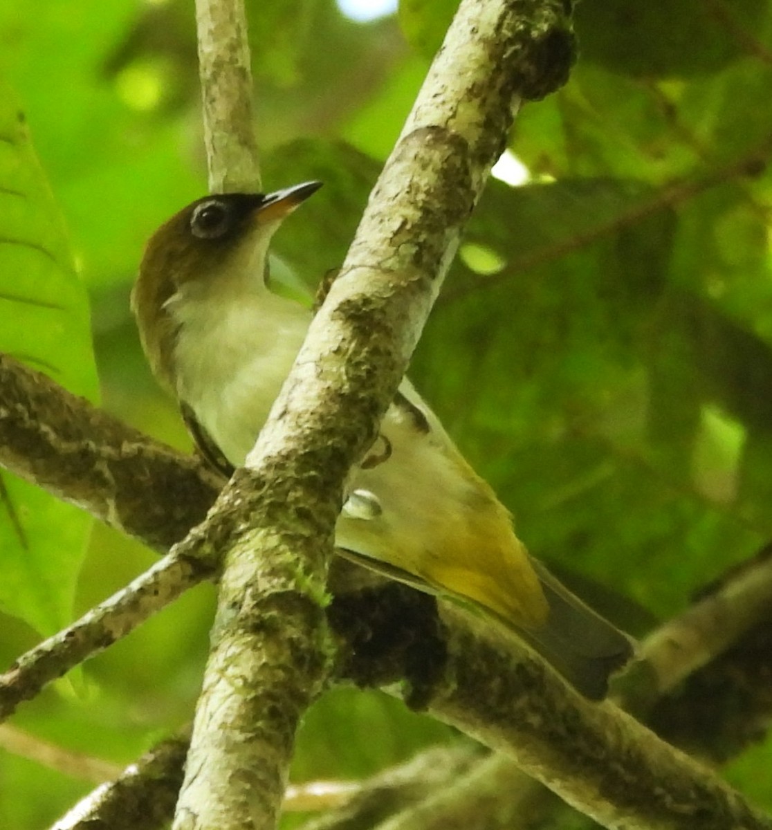 Braunscheitel-Brillenvogel (fuscifrons) - ML640804128