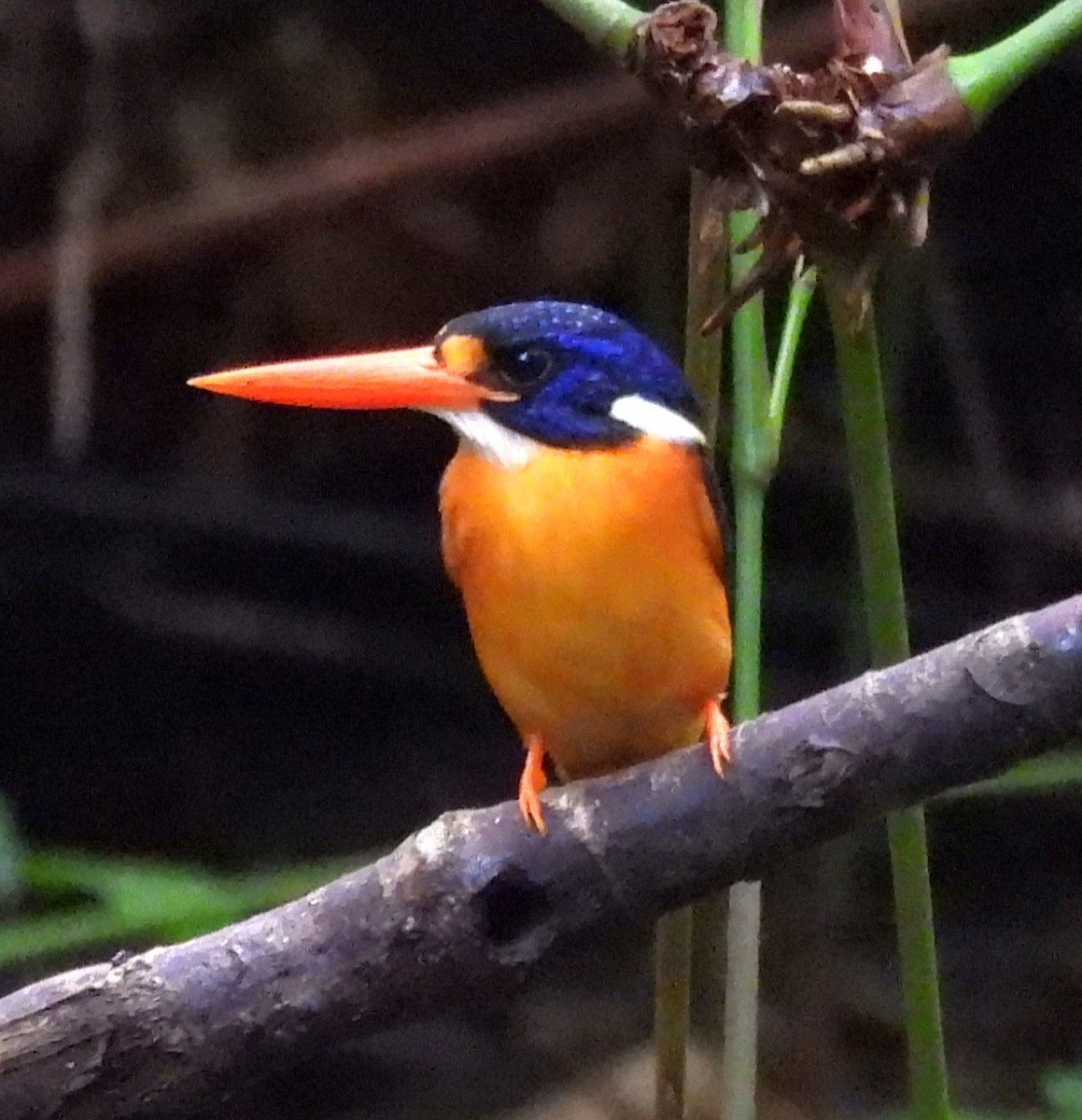 Moluccan Dwarf-Kingfisher (North Moluccan) - ML640804136