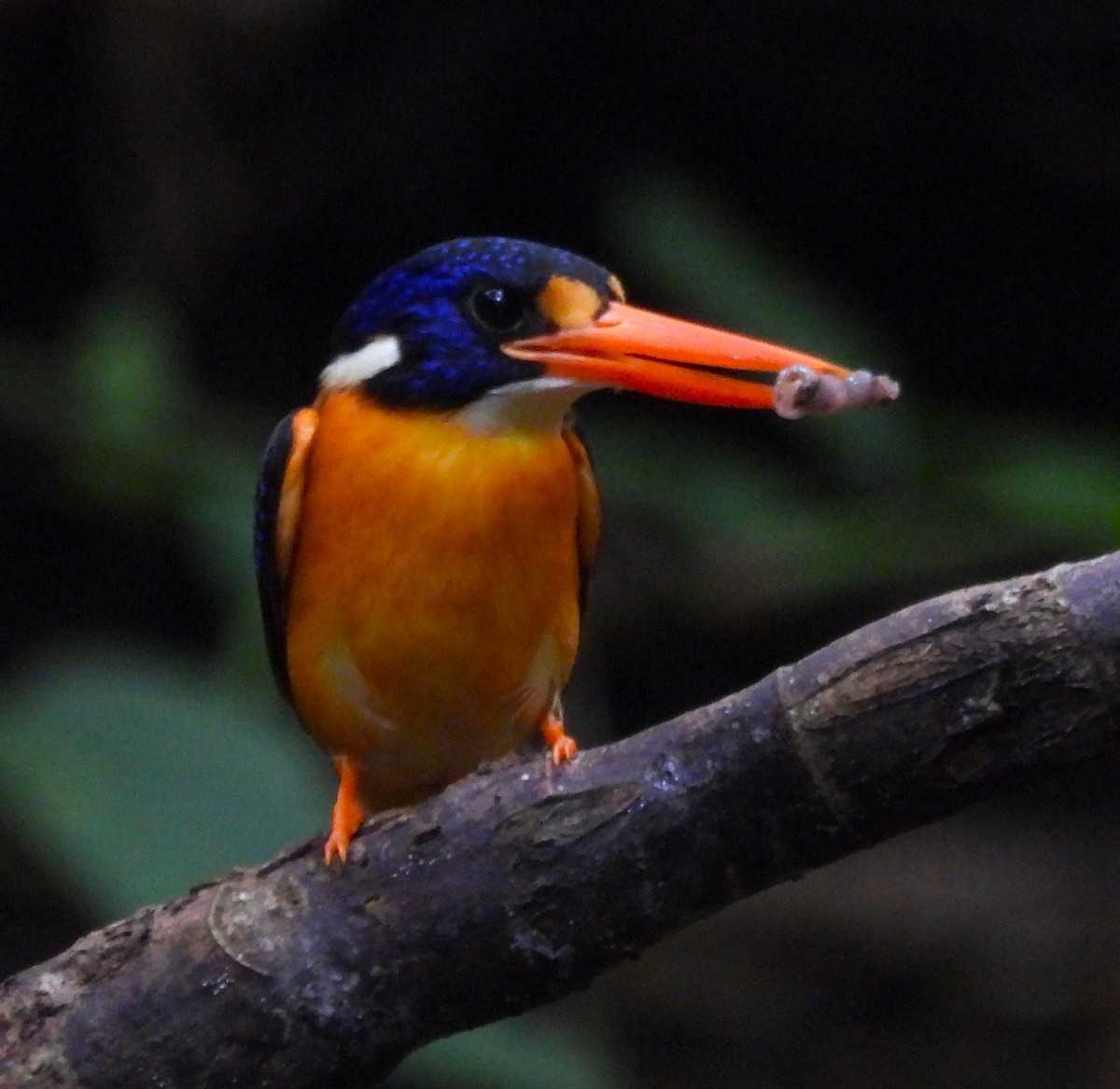 Moluccan Dwarf-Kingfisher (North Moluccan) - ML640804137
