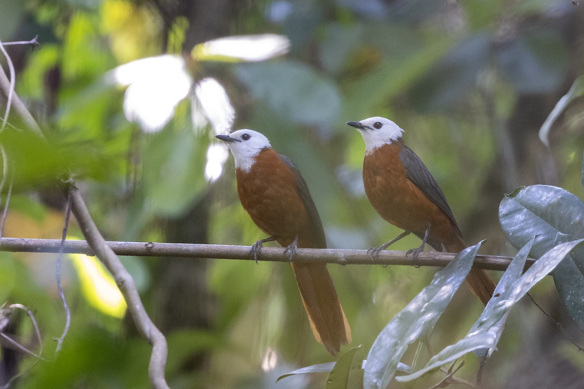 White-headed Robin-Chat - ML640804173