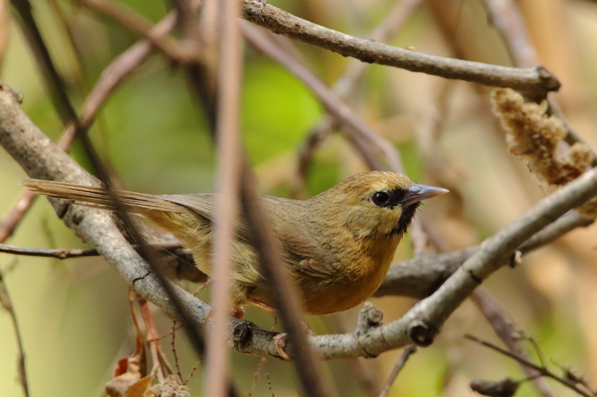 Black-chinned Babbler - ML640804186
