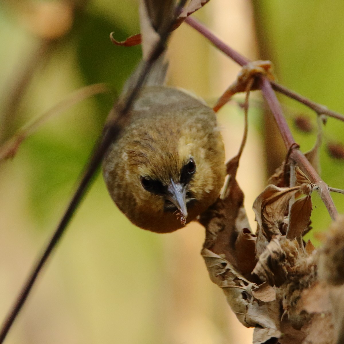 Black-chinned Babbler - ML640804187