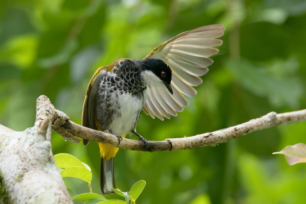 Scaly-breasted Bulbul - Ayuwat Jearwattanakanok