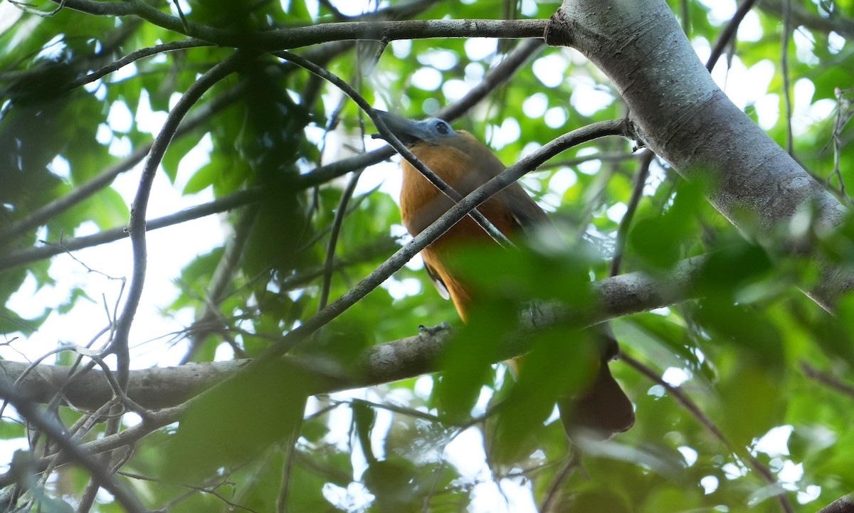 Capuchinbird - ML640804217