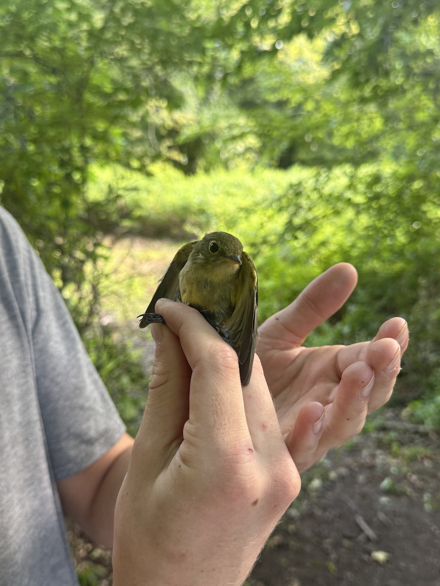 Yellow-bellied Flycatcher - ML640804238