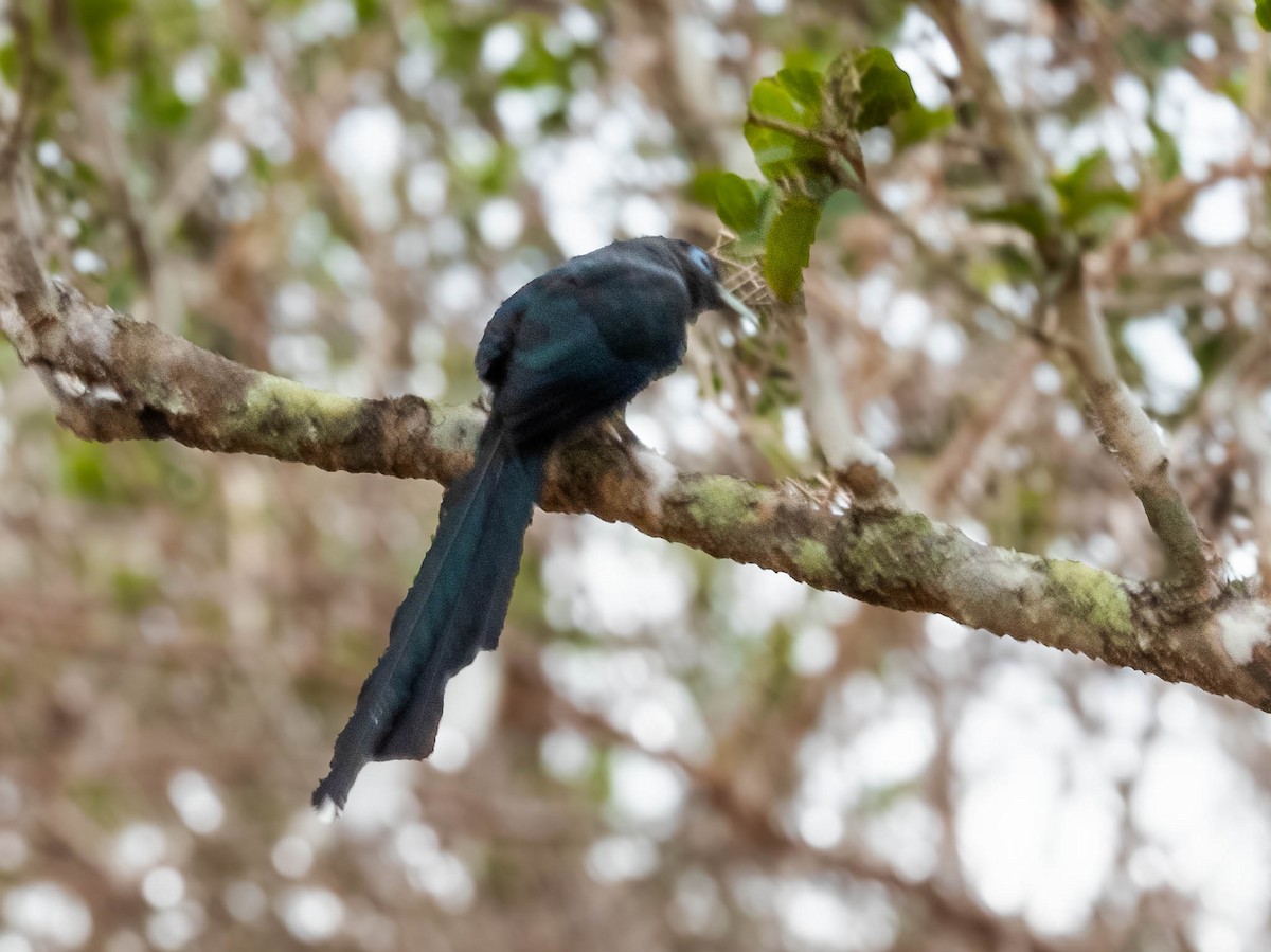 Blue-faced Malkoha - ML640804239
