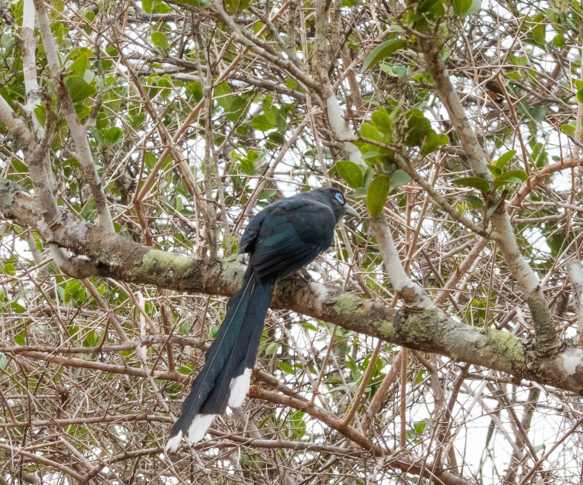 Blue-faced Malkoha - ML640804240