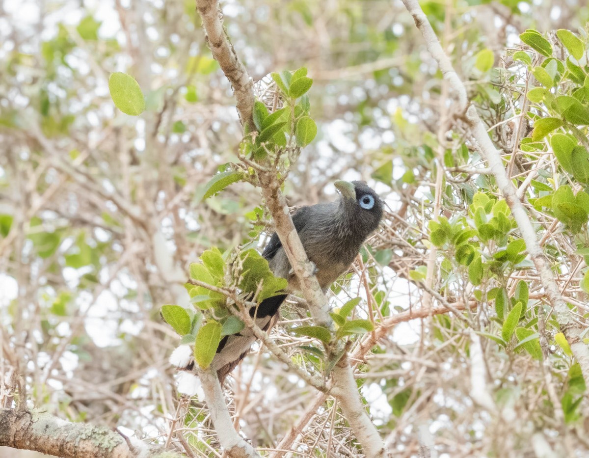 Blue-faced Malkoha - ML640804241