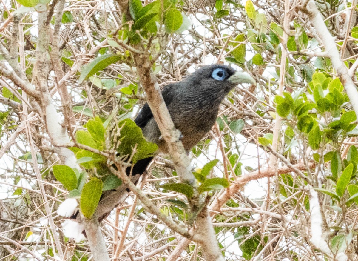 Blue-faced Malkoha - ML640804242