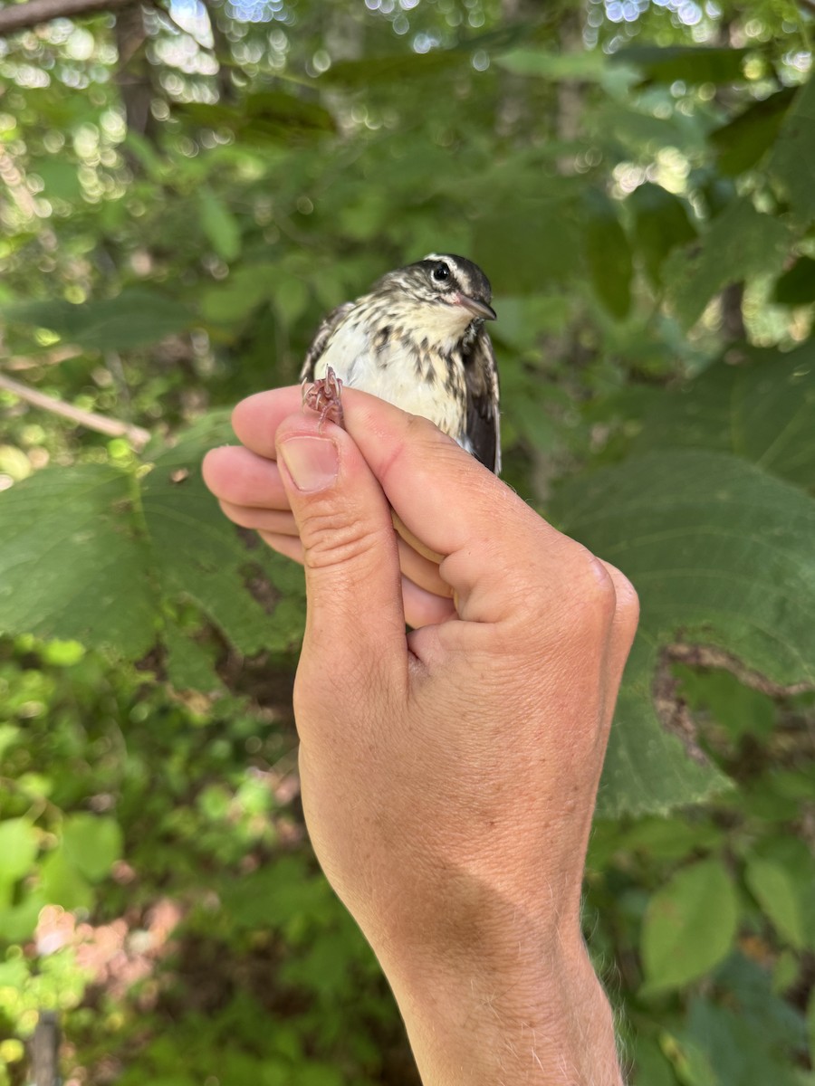 Louisiana Waterthrush - ML640804243