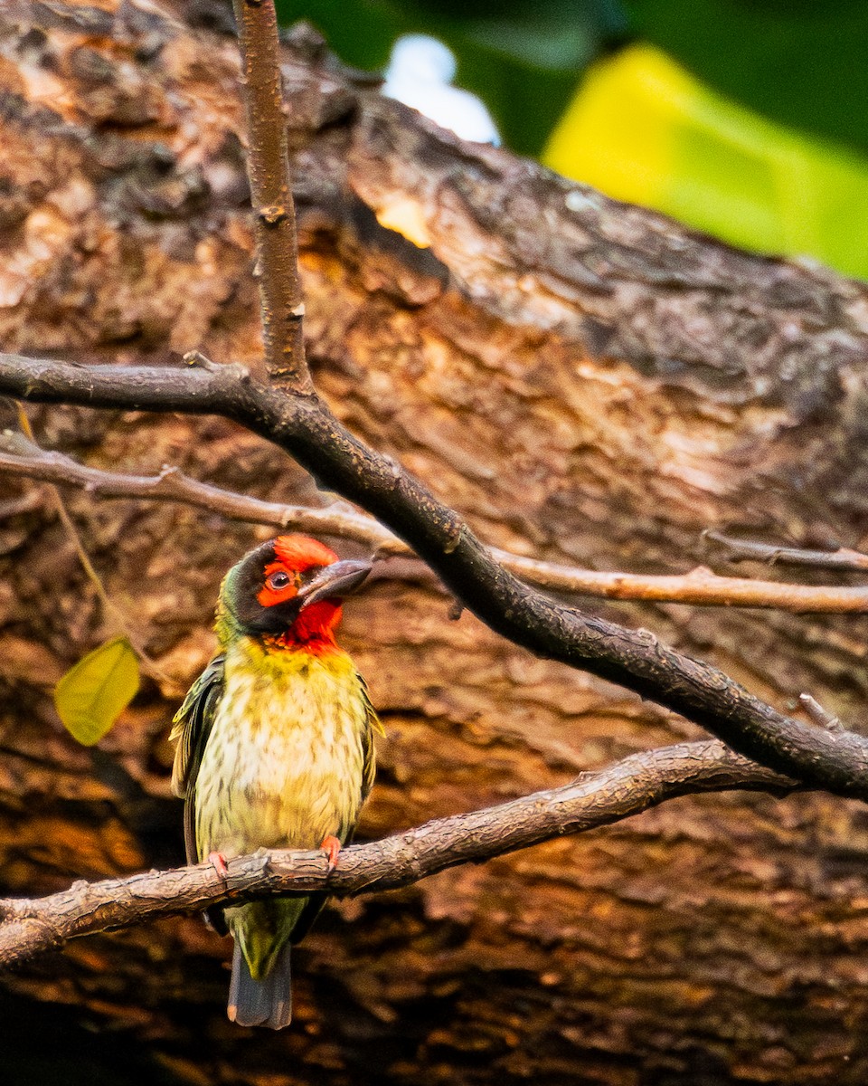 Coppersmith Barbet - ML640804265