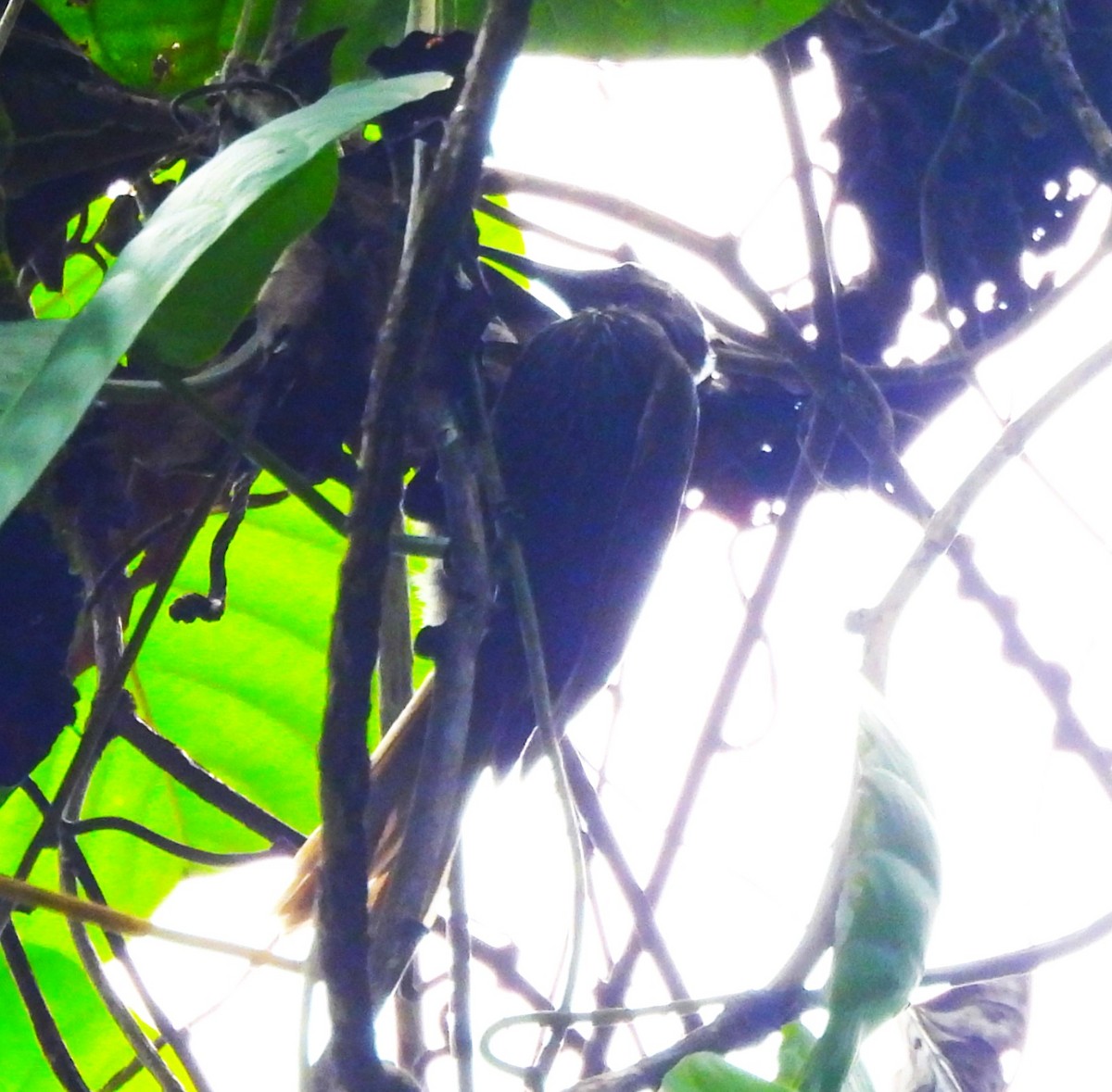 White-streaked Friarbird - ML640804275