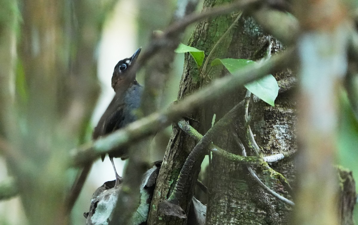 Black-faced Antthrush - ML640804276