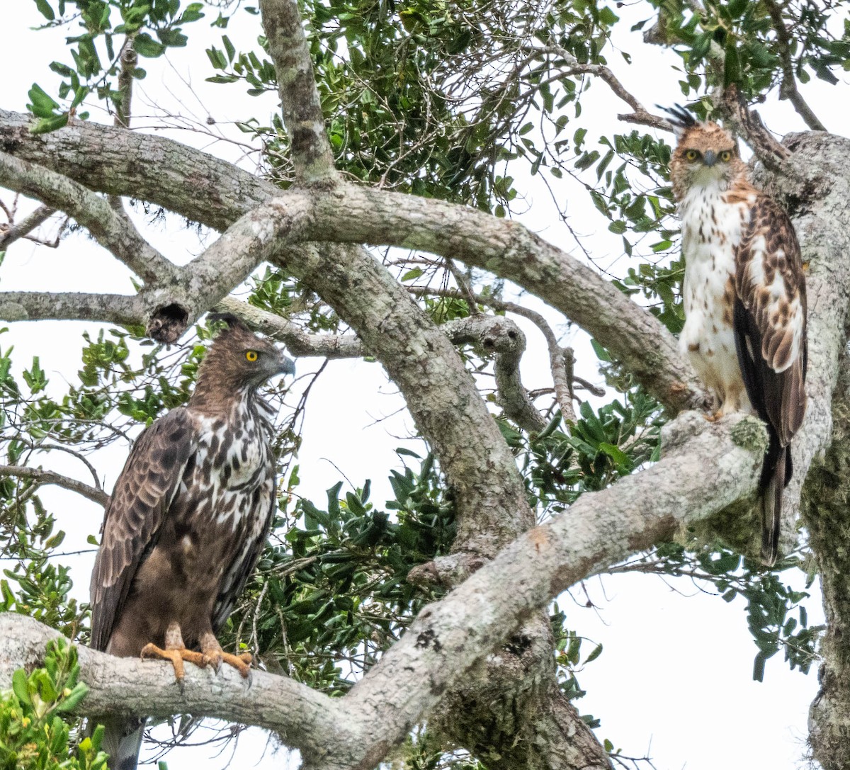 Changeable Hawk-Eagle (Crested) - ML640804298