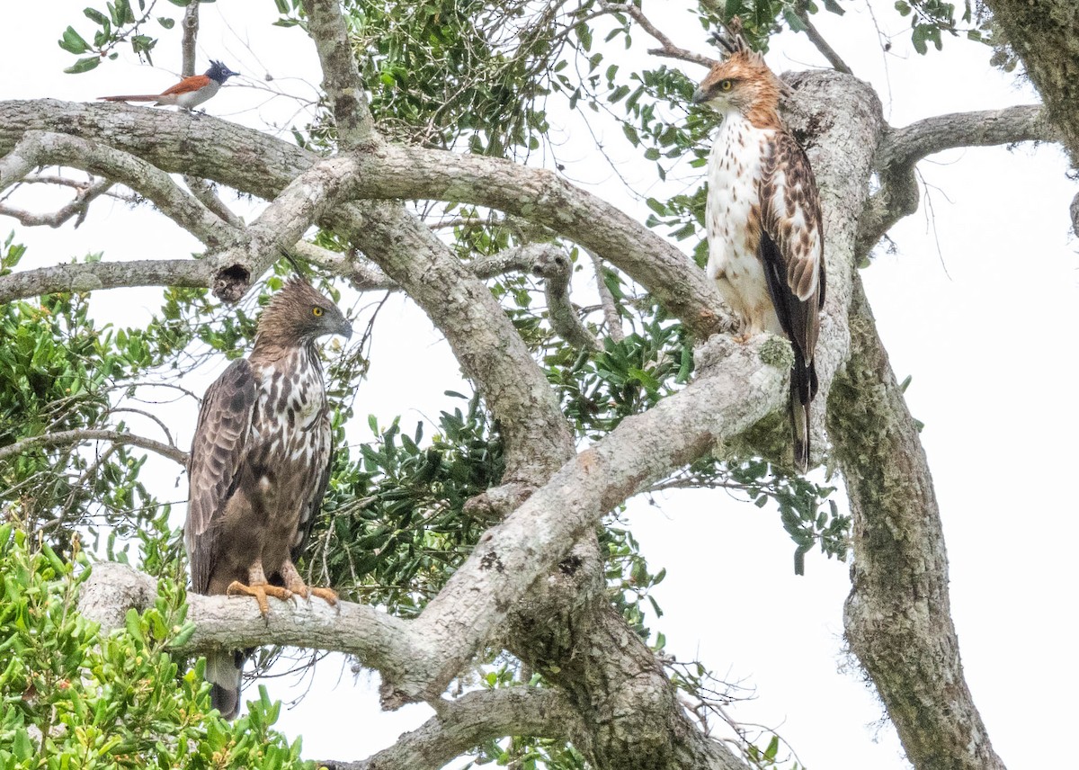Changeable Hawk-Eagle (Crested) - ML640804299