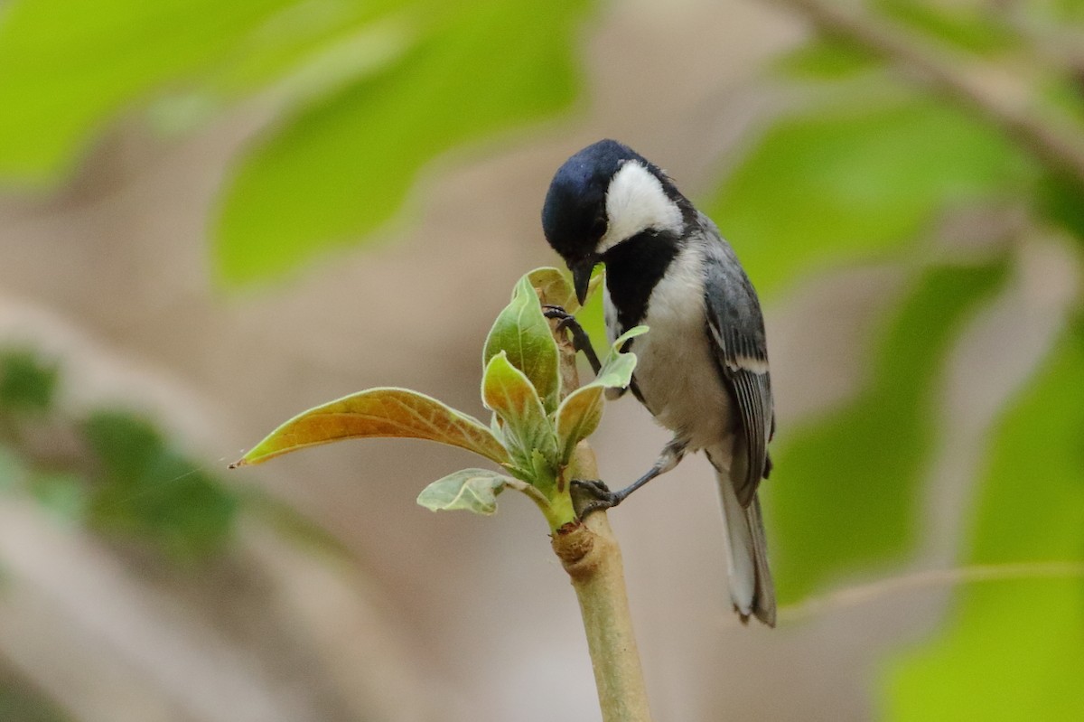 Asian Tit (Cinereous) - ML640804306