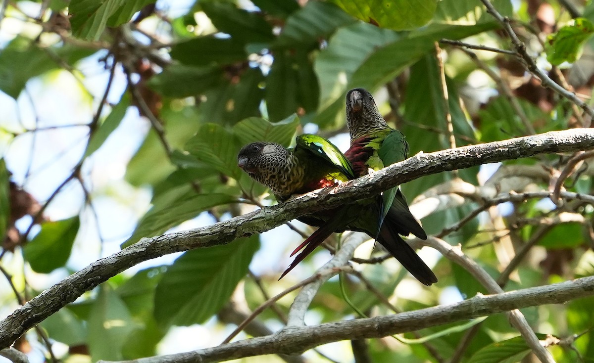 Bonaparte's Parakeet - ML640804406