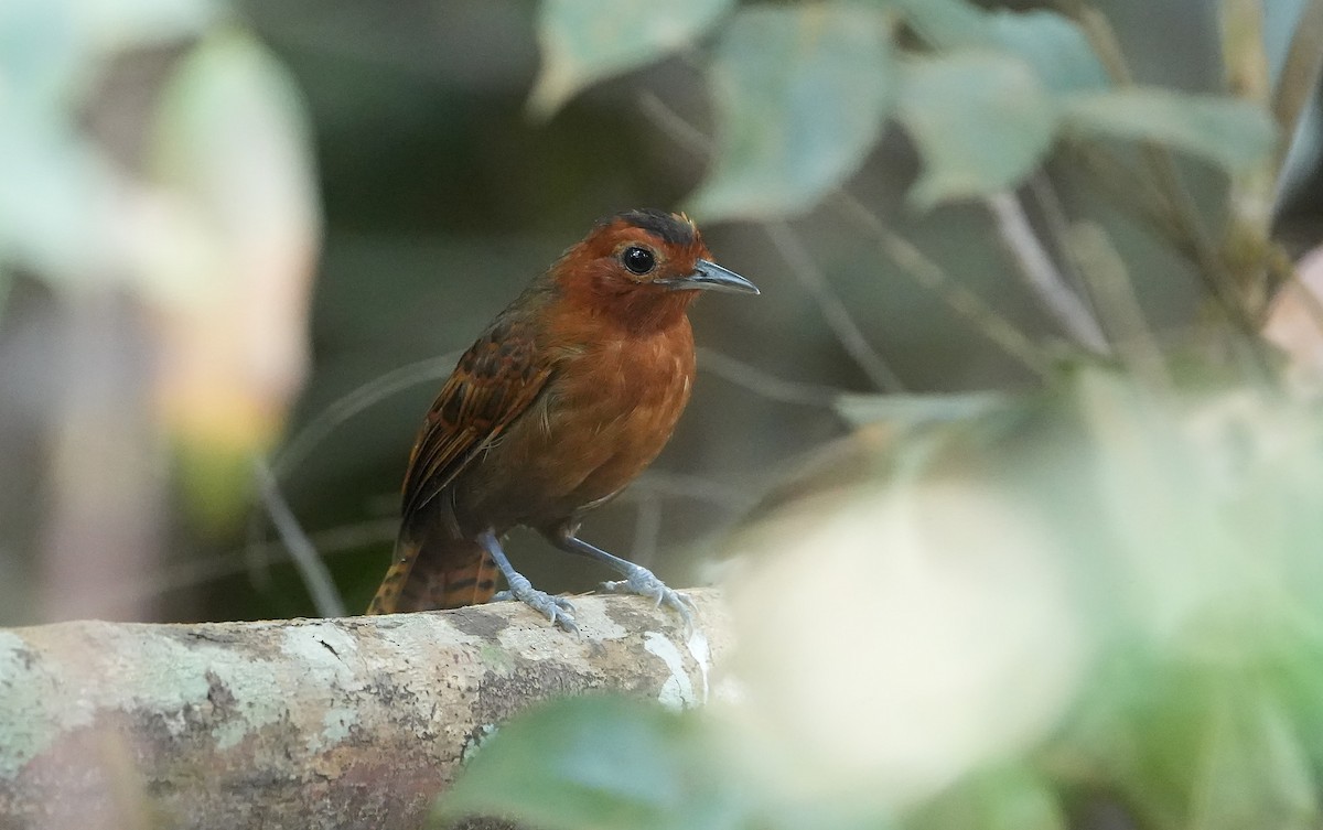 White-throated Antbird - ML640804408