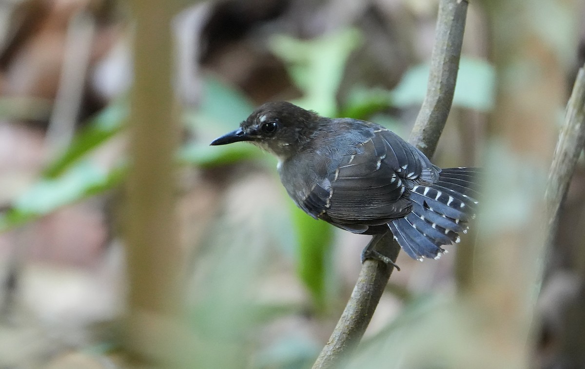 White-throated Antbird - ML640804409