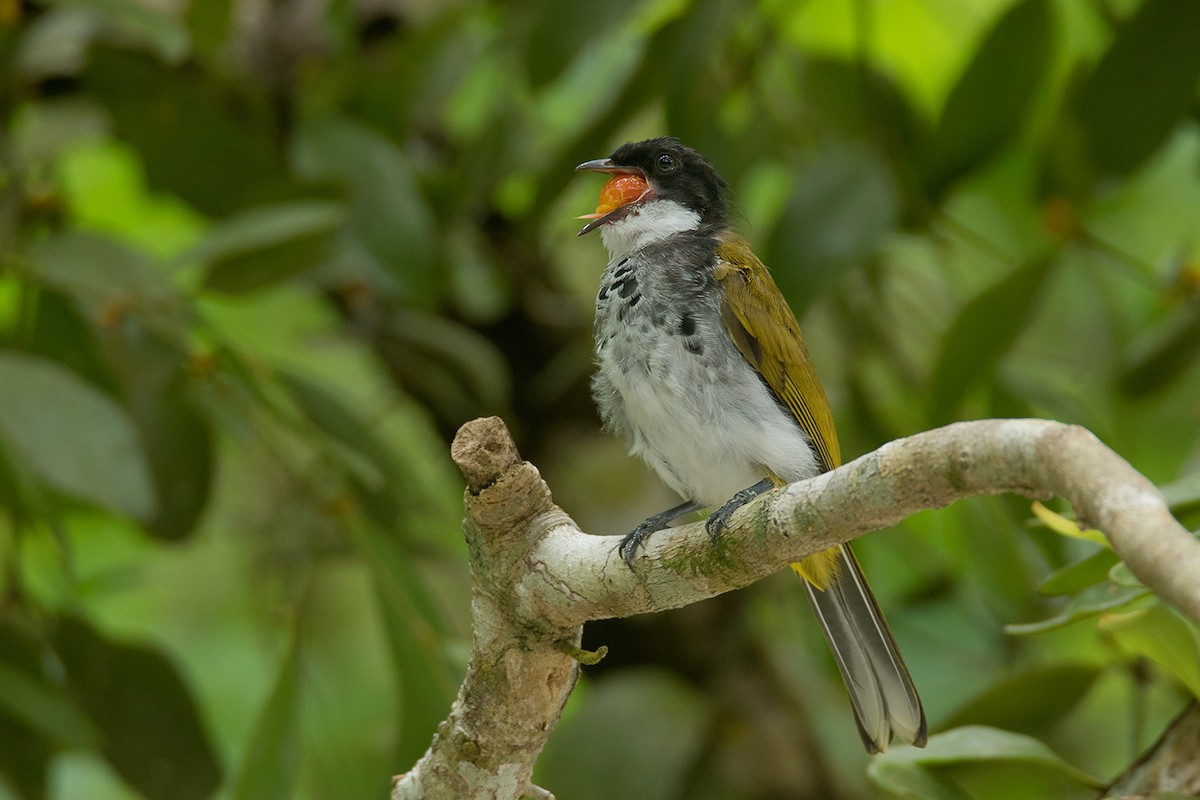 Bulbul Escamoso - ML64080441