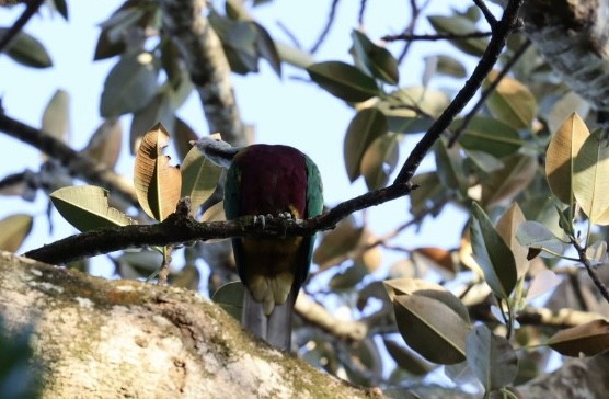 Wompoo Fruit-Dove - ML640804419