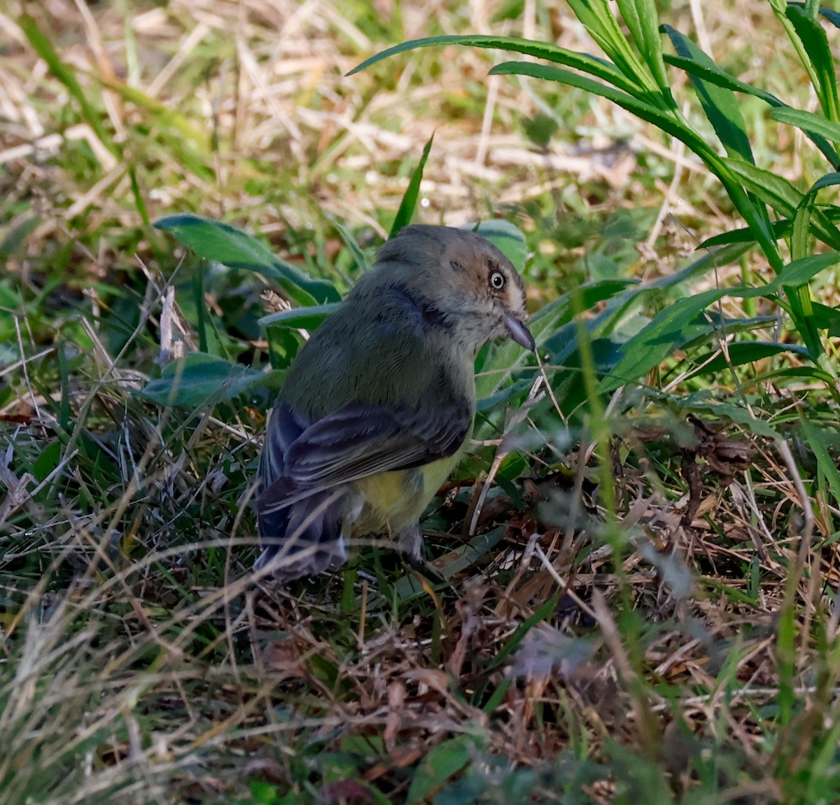 Weebill - ML640804421