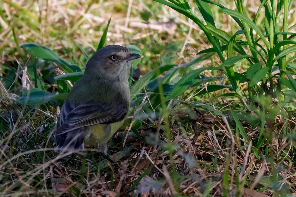 Weebill - ML640804422